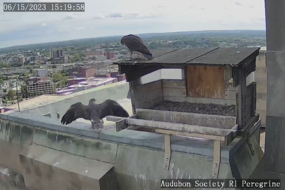 Watch Peregrine Falcon Cam Providence, RI Audubon Society of Rhode