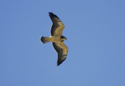 Swainson's Hawk