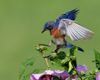 A bluebird in mid-air plucks a worm from a plant, possibly to feed its newborn baby birds