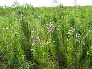 Prairie Gerardia