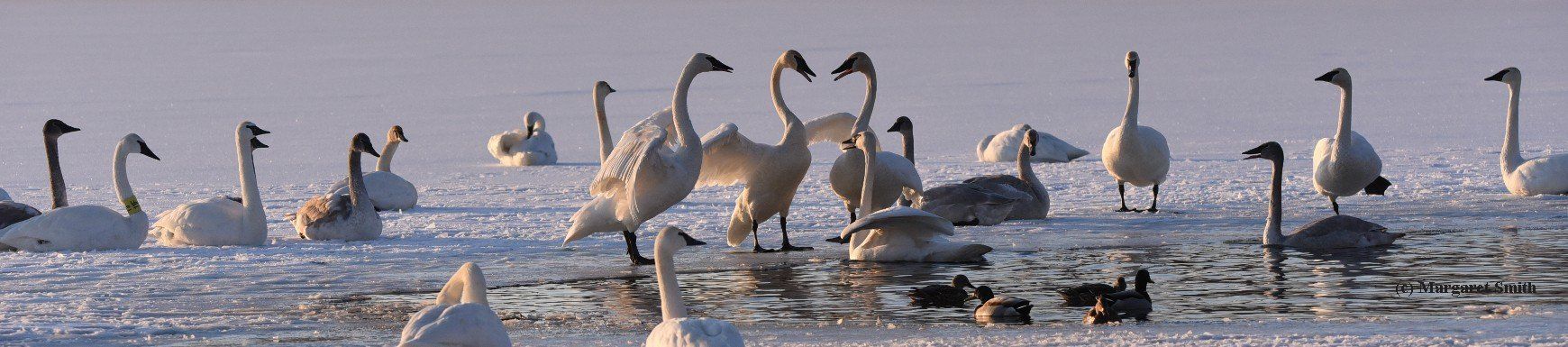 News about Trumpeter Swan issues, progress, events, and history are all found here