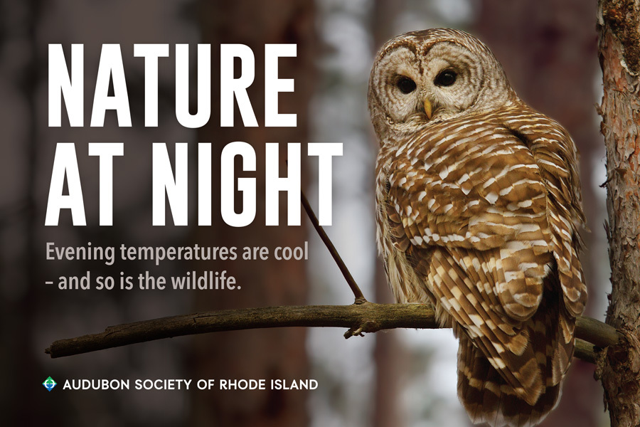 Explore Nature at Night | Audubon Society of RI