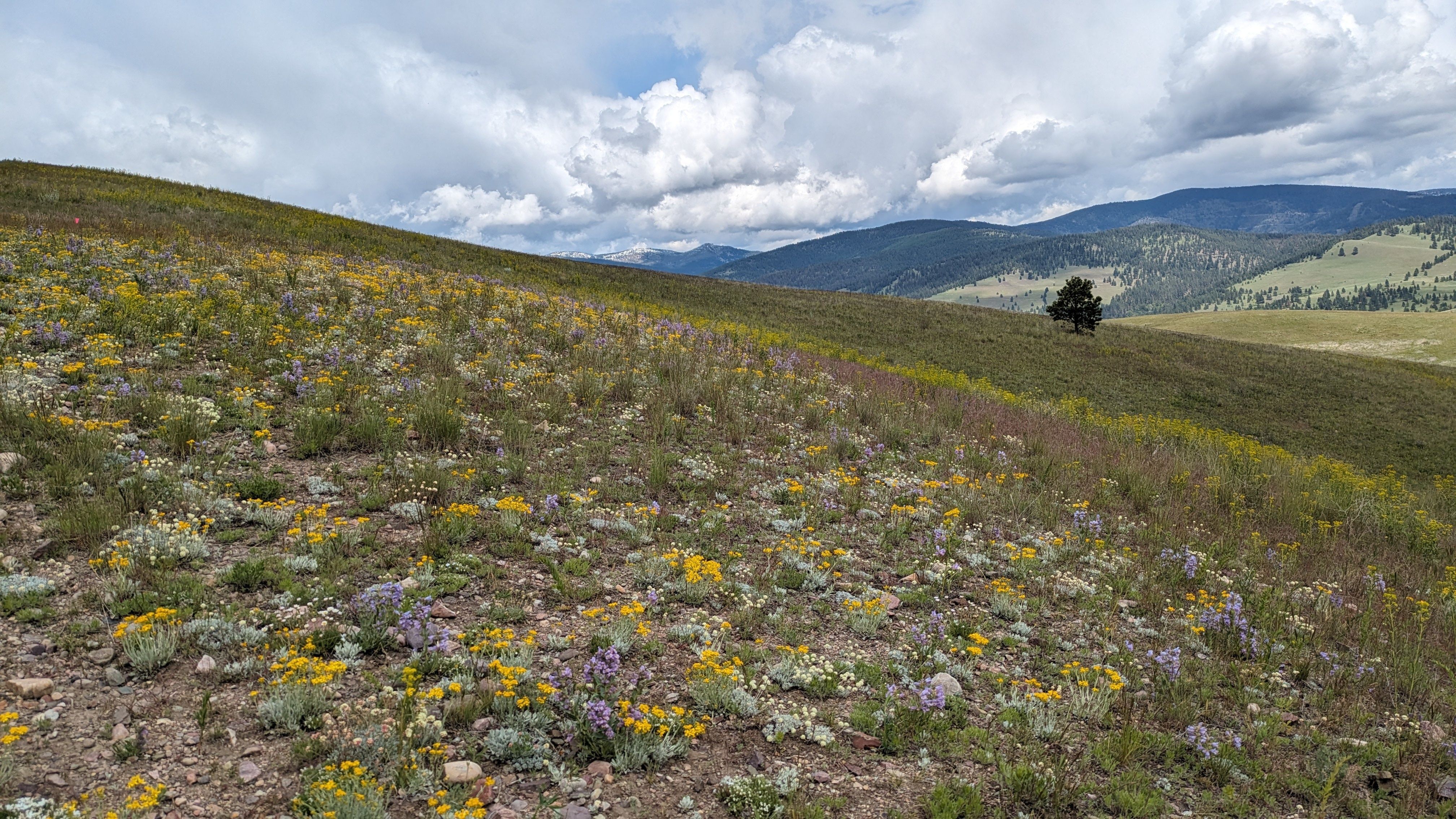 National Invasive Species Awareness Week