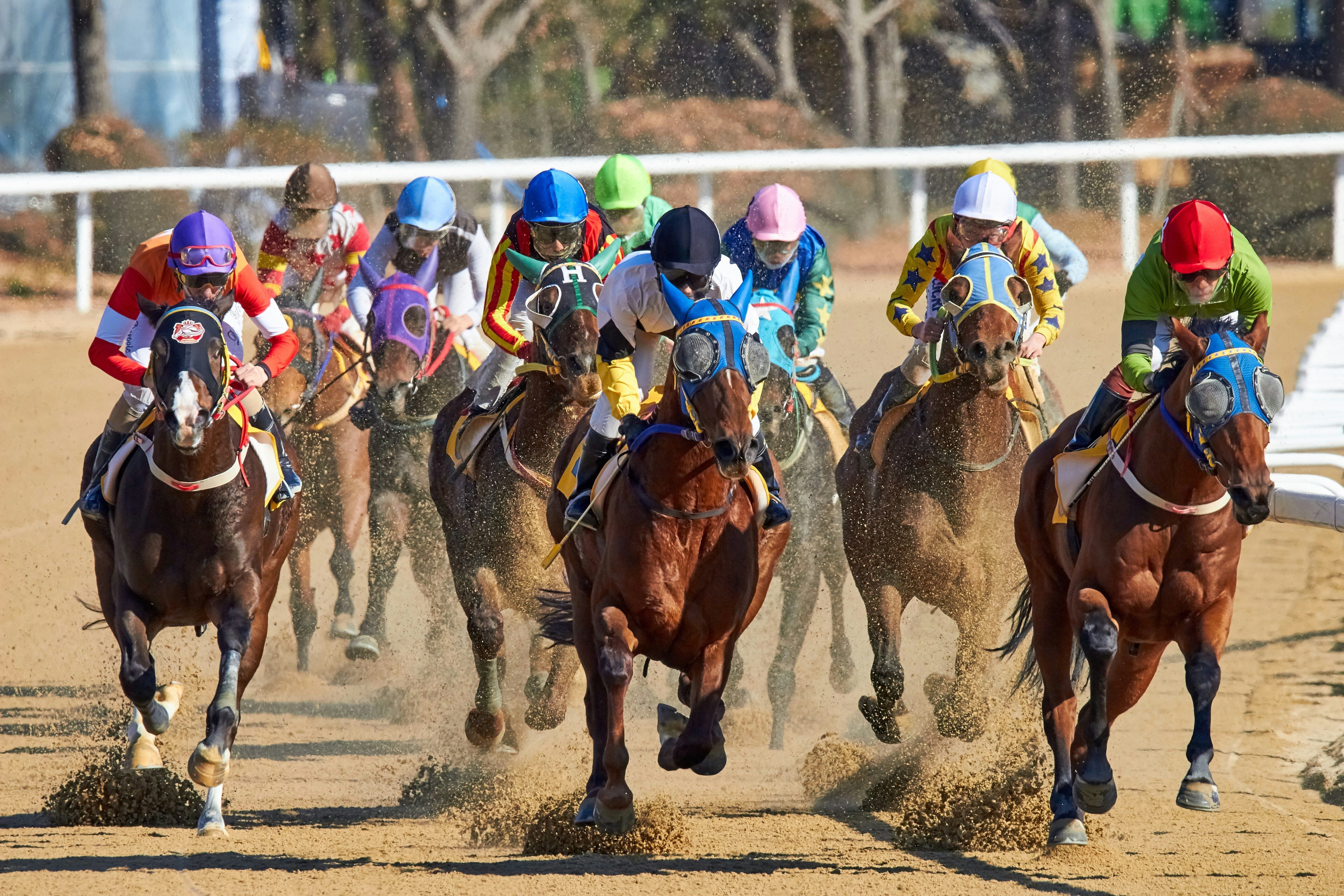 Many race horses and their jockeys in race action with colorful masks and helmets