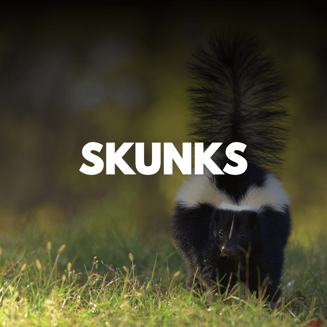 Skunks