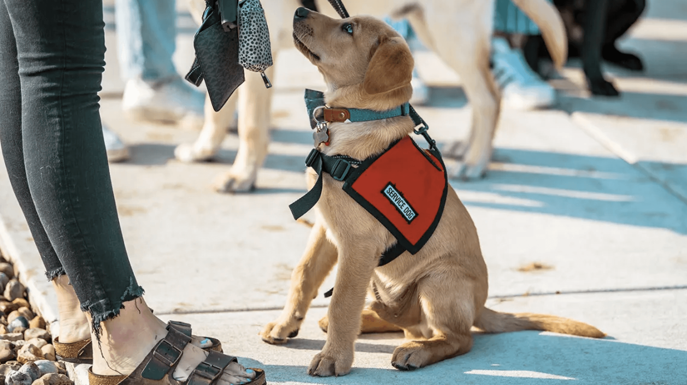 4 Popular Tasks Service Dogs Can Perform