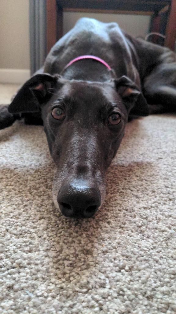 Adoption Fee (up to six years old)