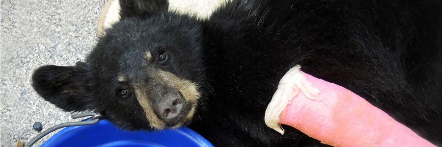 Black bear cub injured Southwest Wildlife