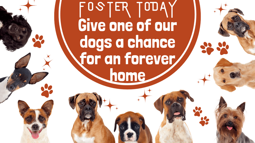 Help by fostering