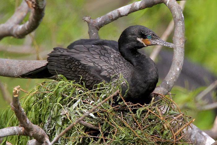 Neotropic Cormorant