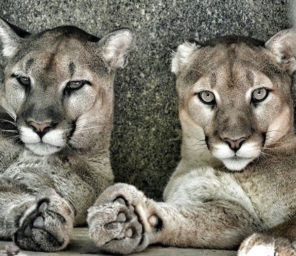 two mountain lions