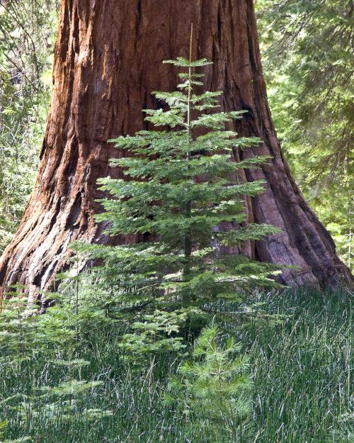 Sequoia Family, Photography