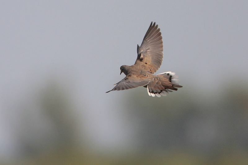 Mourning Dove