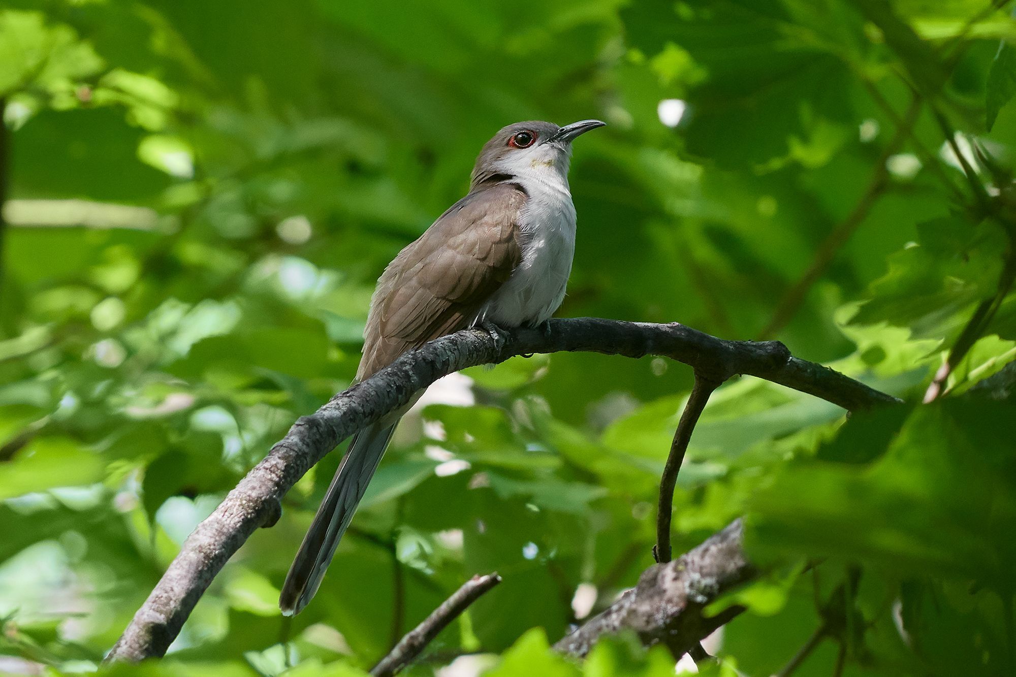 Black-Billed Cuckoo