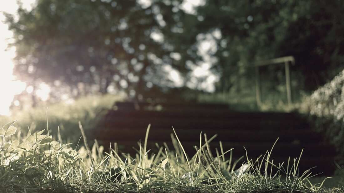 Closeup of grass.