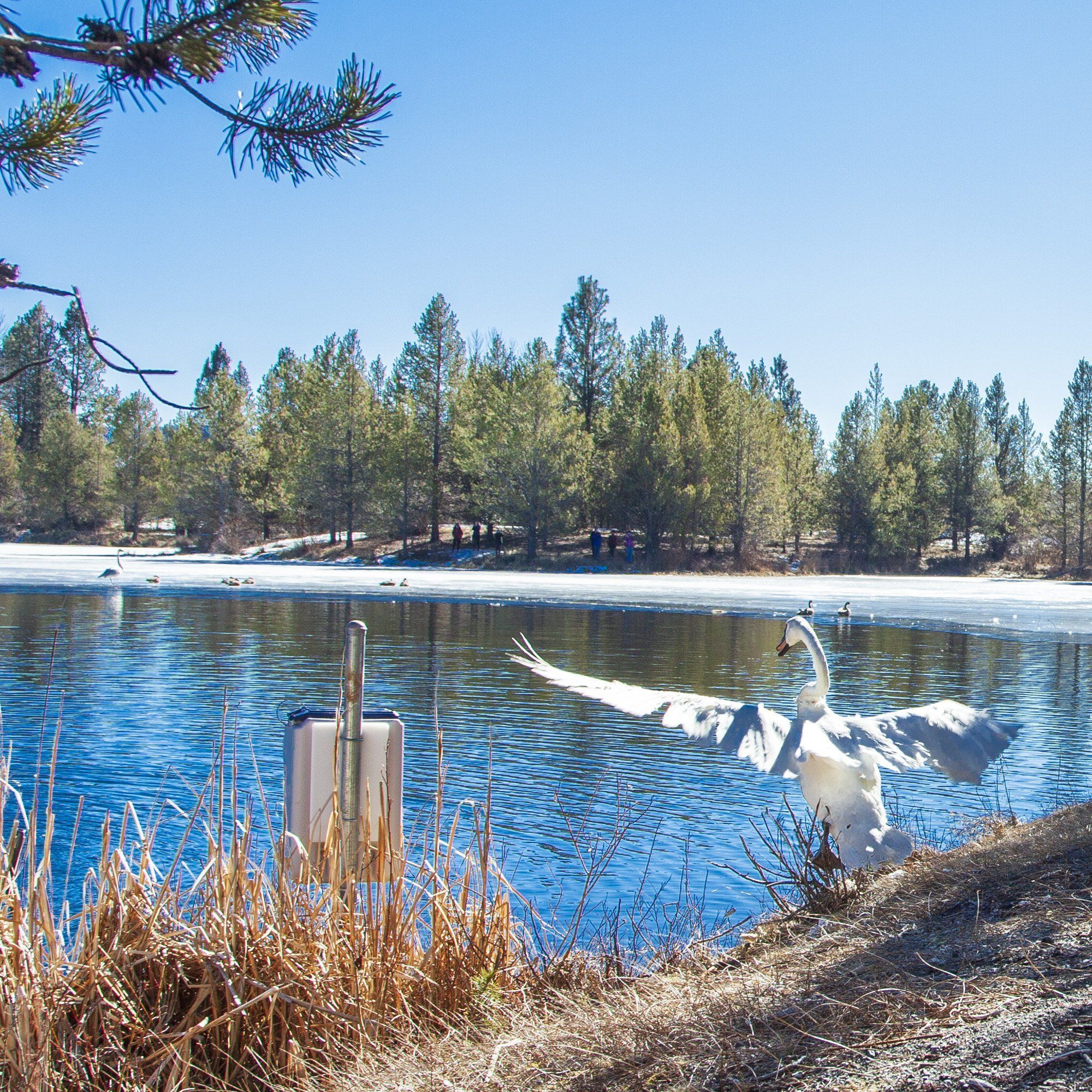 A Valentine's Day Gift: New mate introduced to Sunriver Trumpeter Swan Gus