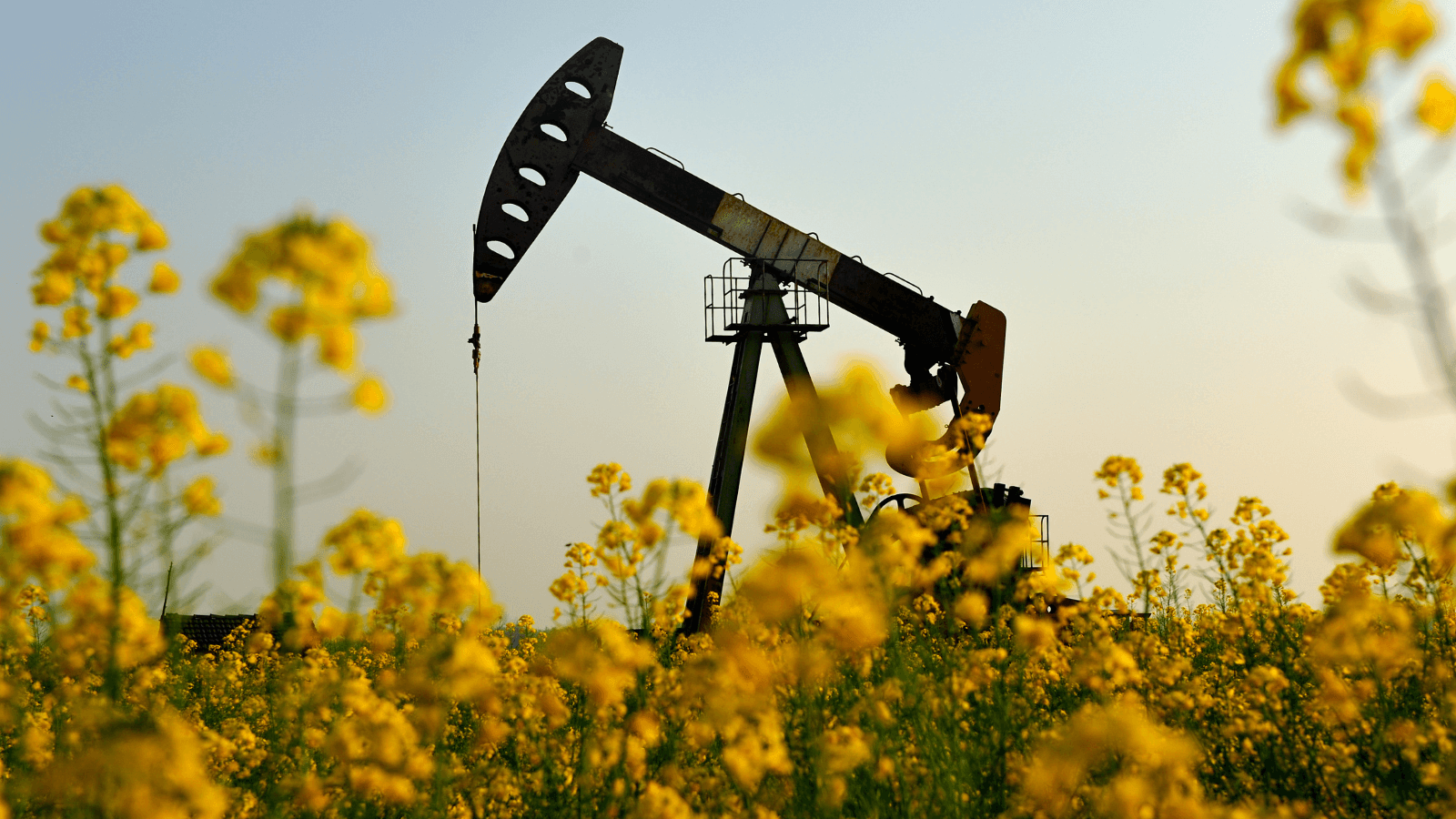 Oil well in field of flowers