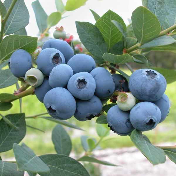 Duke Blueberry- Root cuttings (10"-16")