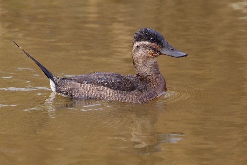 Ruddy Duck