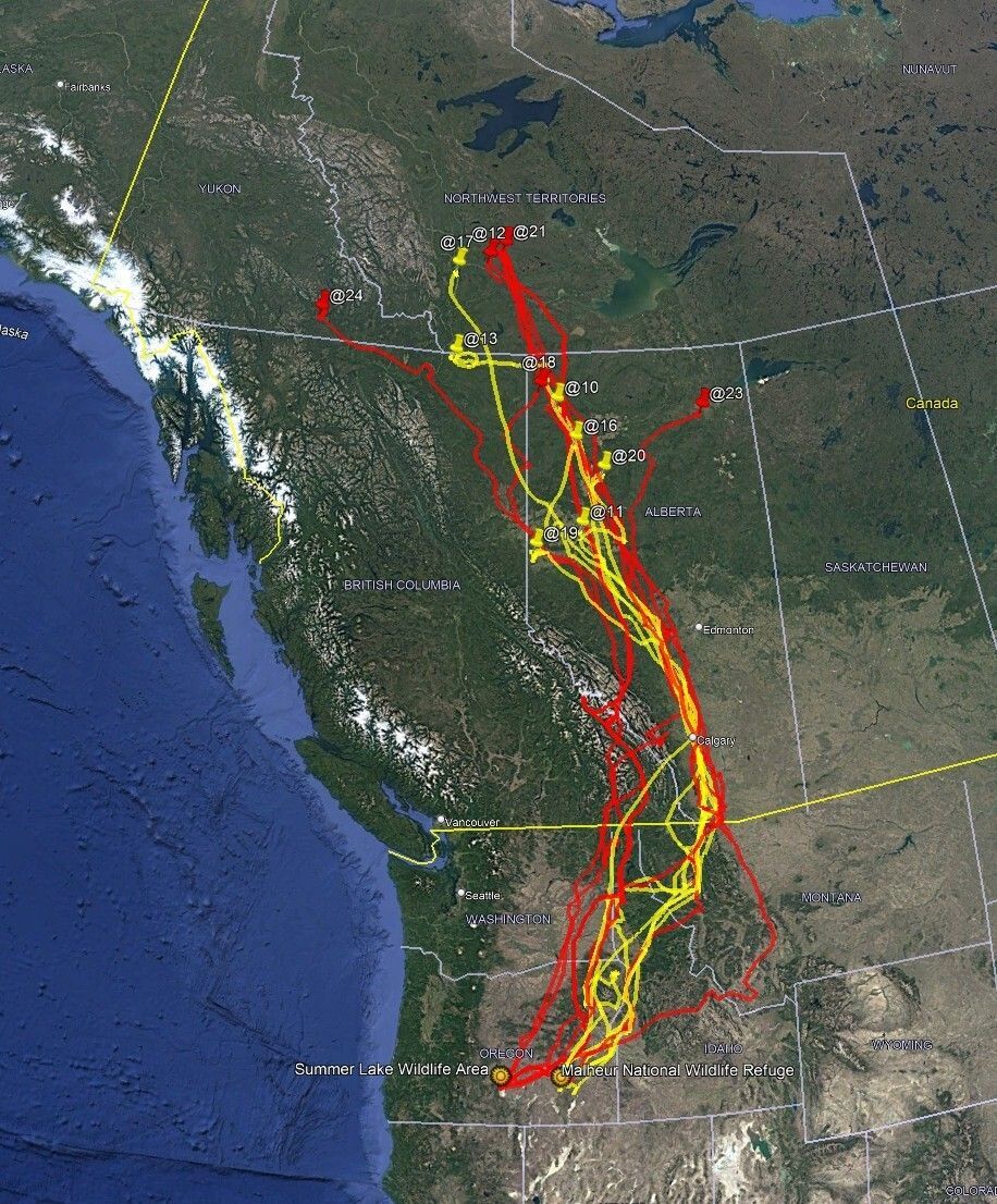 Oregon GPS collared swan migrations