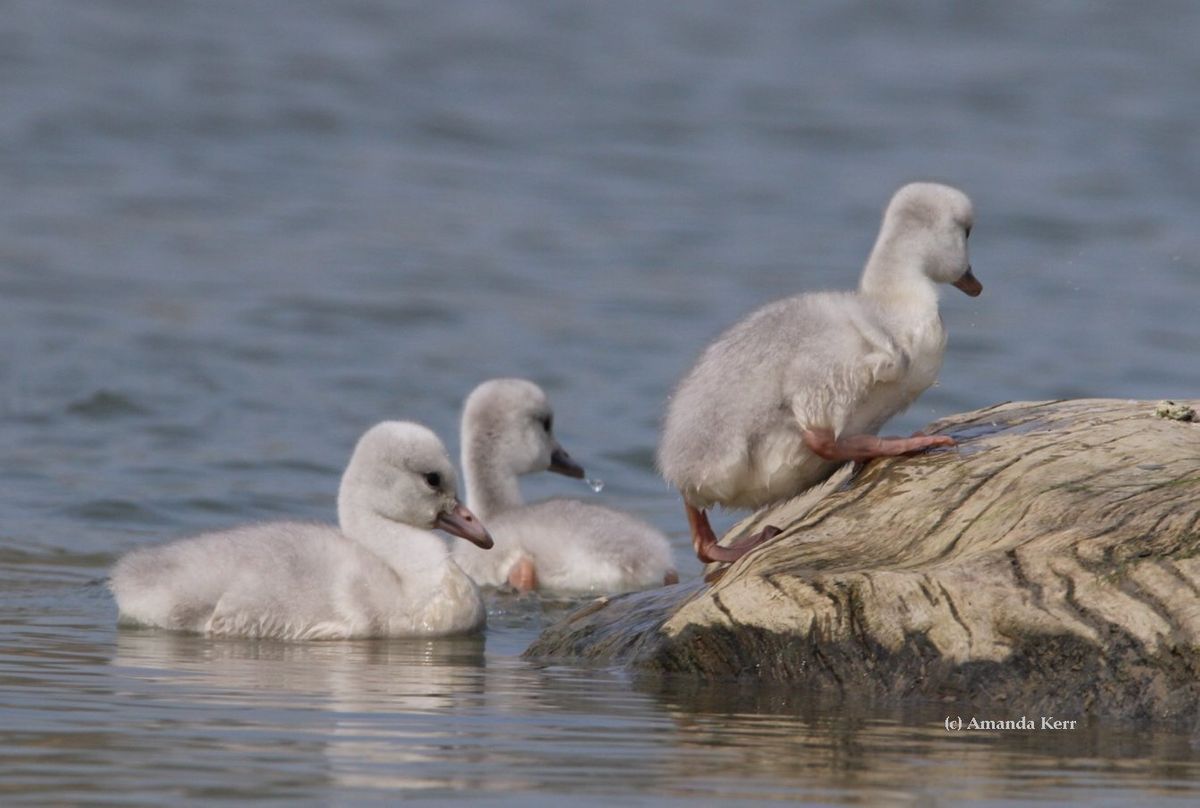 Juvenile Swan Identification | Trumpeter Swan Society