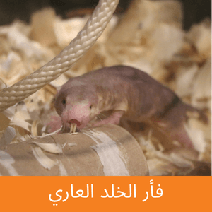 Naked Mole Rat