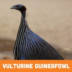vulterine guineafowl