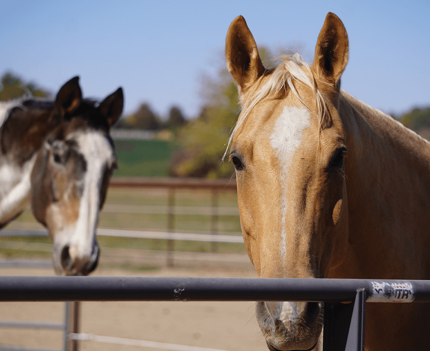 Did You Know? How Horses Join the HETRA Herd