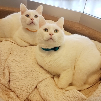 Chowder and Dumpling