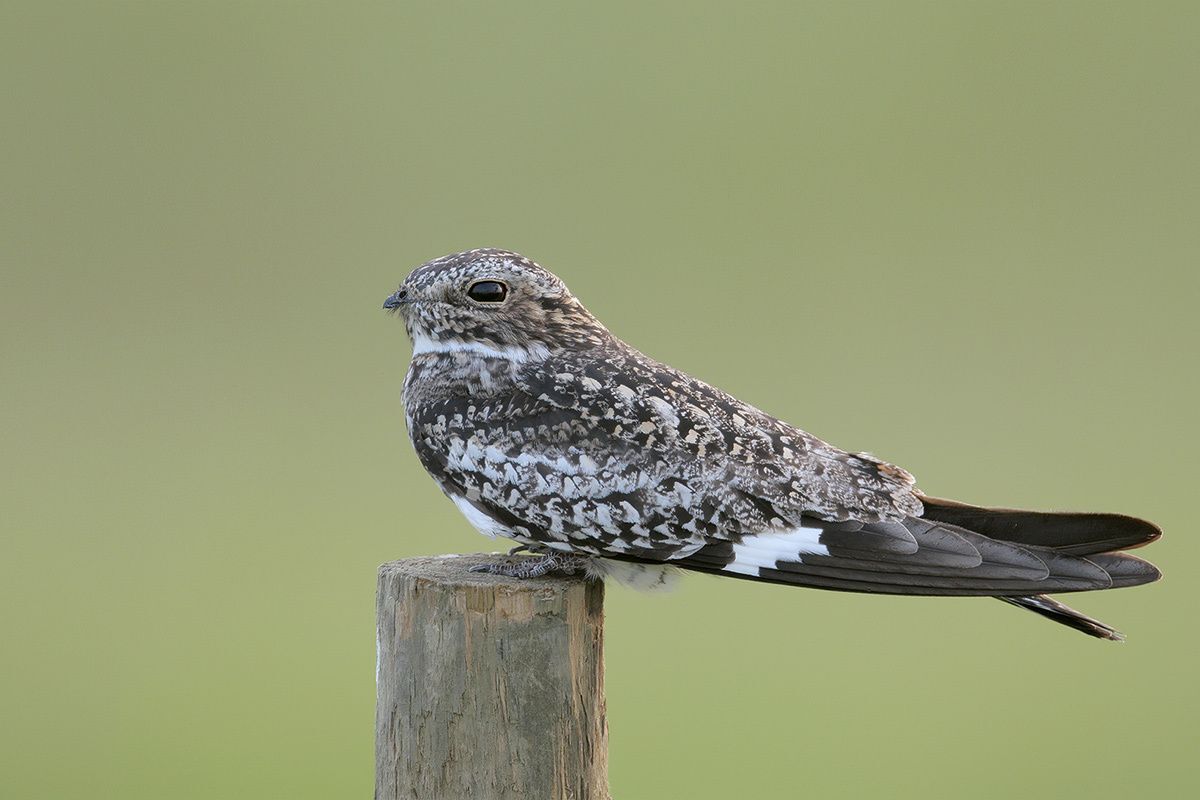 Common Nighthawk