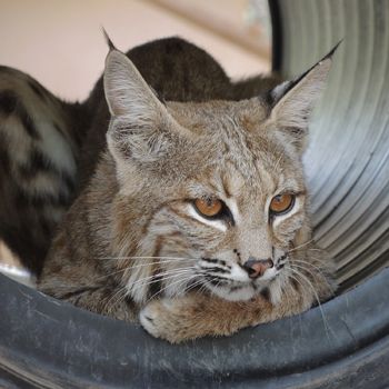 Catalina Bobcat