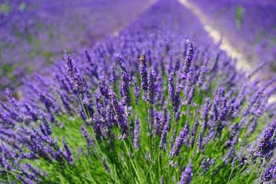 For Love of Lavender