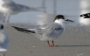 Common Tern