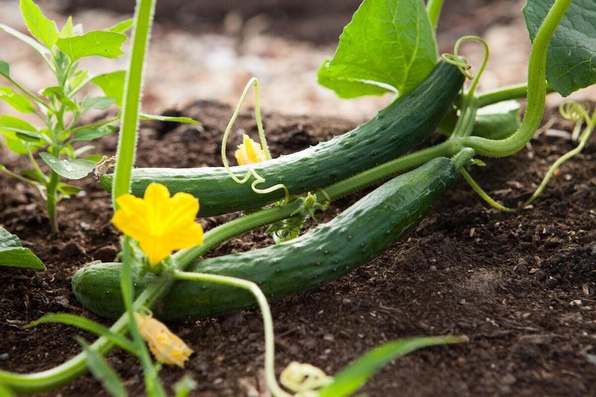 cucumbers growing