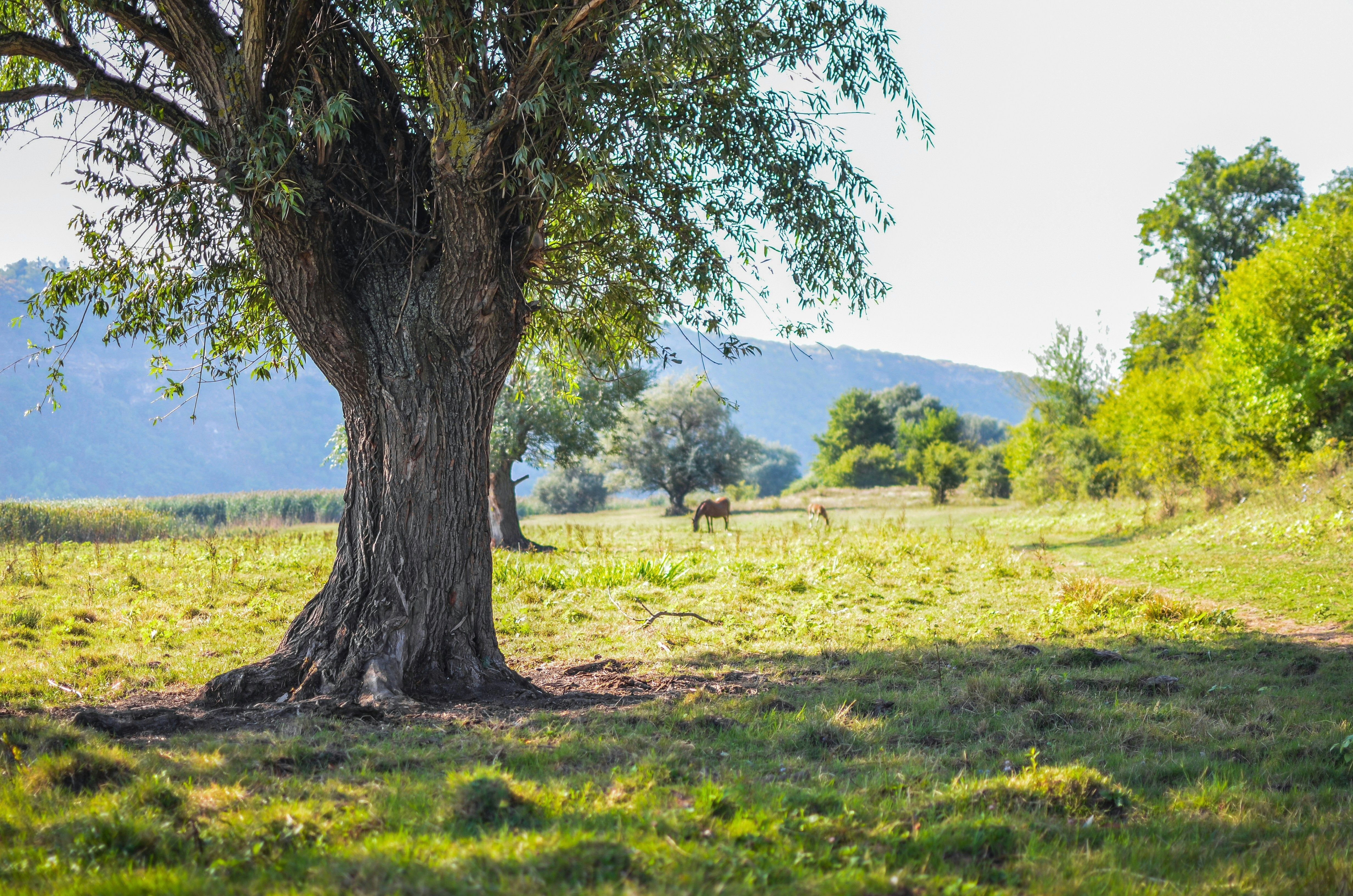Hil Country Landowner 101, stewardship, wildlife tax valuation, soil health, erosion control, Jim Stanley, Hill Country Landowner Guide, New to the Texas Hill Country or recently acquired property?. Riverside Nature Center, Kerrville, TX, seeds, gleaning 