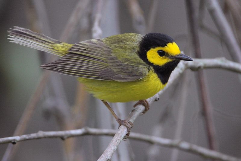 Hooded Warbler