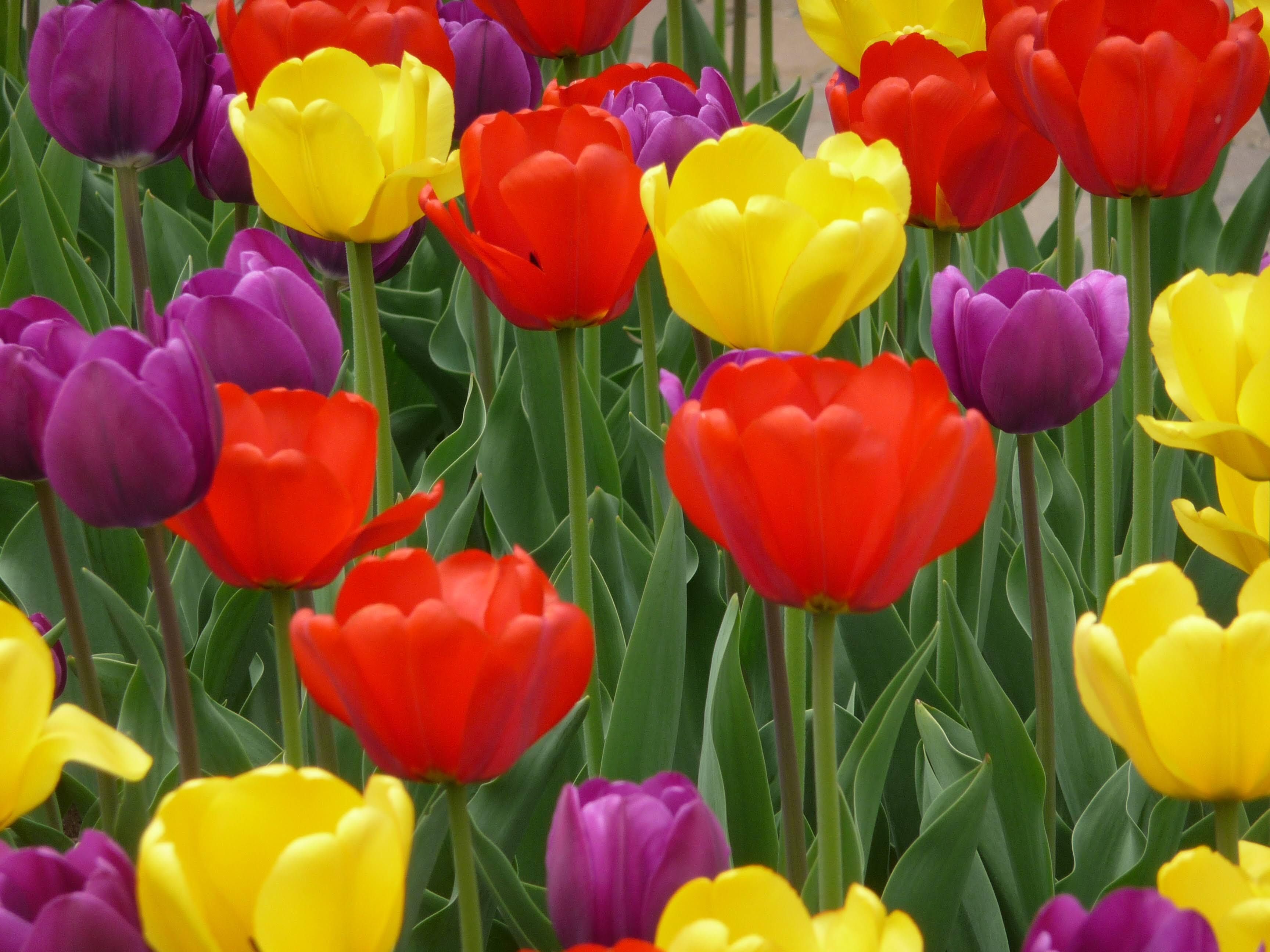 Vibrant tulips in bloom