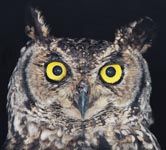 Brochures, Posters, and Product Sheets