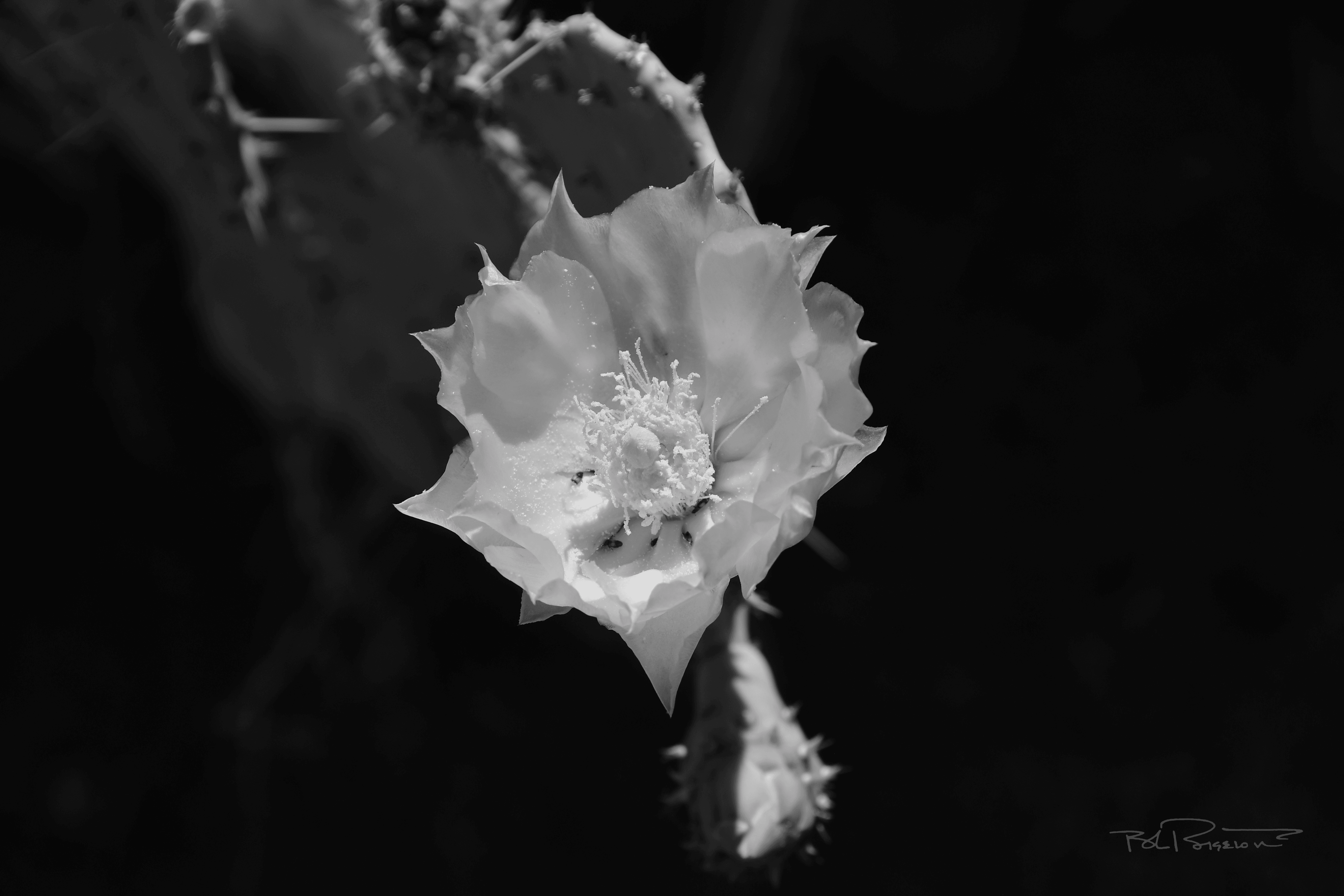 Cactus Bloom B&W