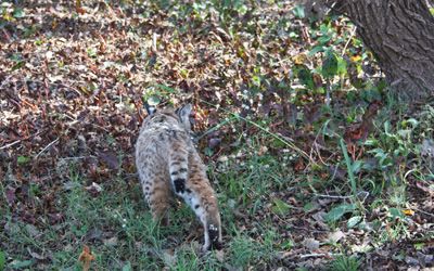 Bobcat rehabilitation and release Southwest Wildlife