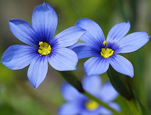 Blue-eyed Grass