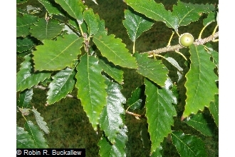 Chinkapin Oak - Pack of 5 Seedlings (12"-18")