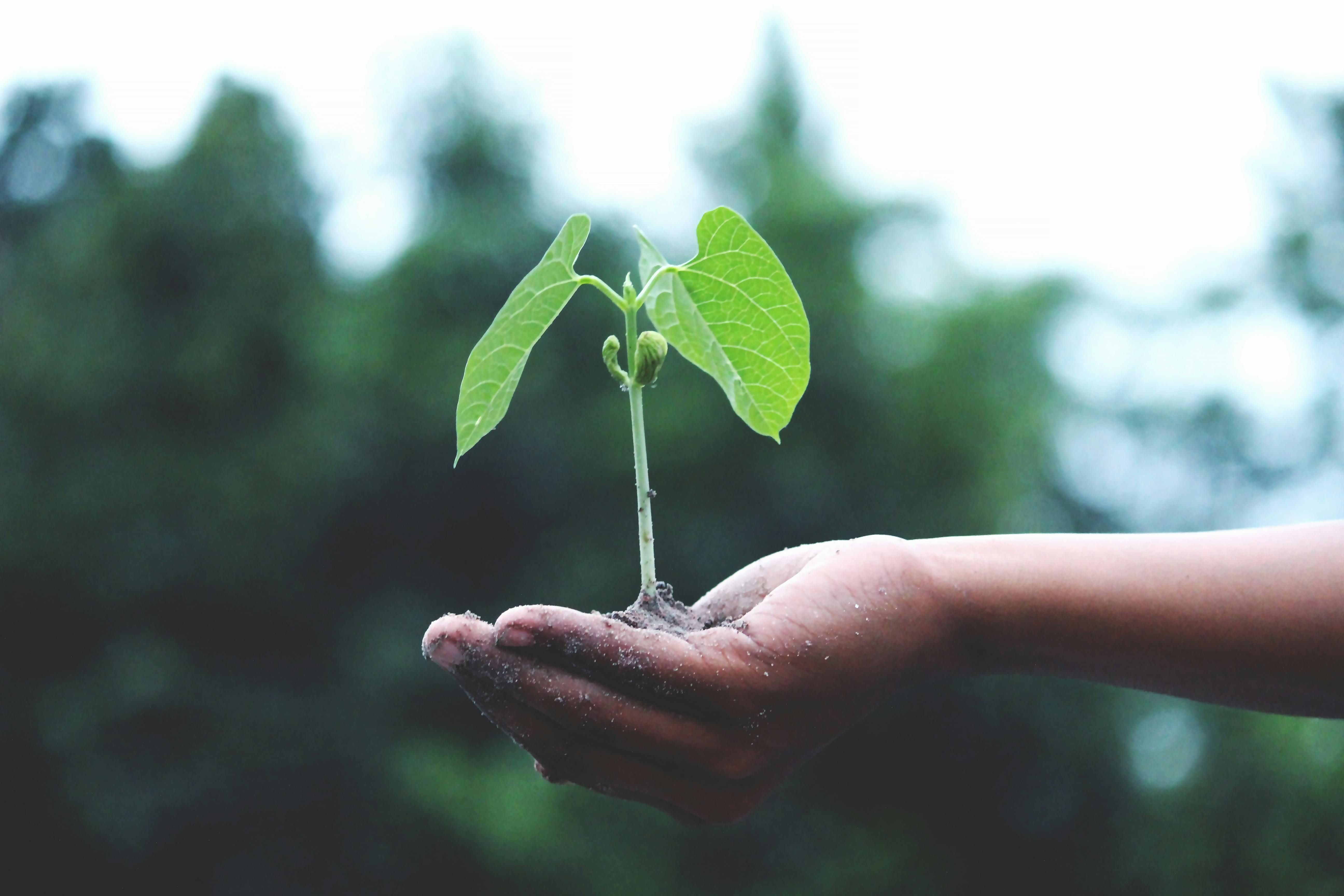 Tree seedling in palm of hand.