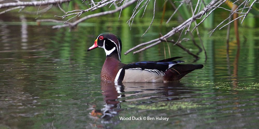 Wood Duck at Hermann Park