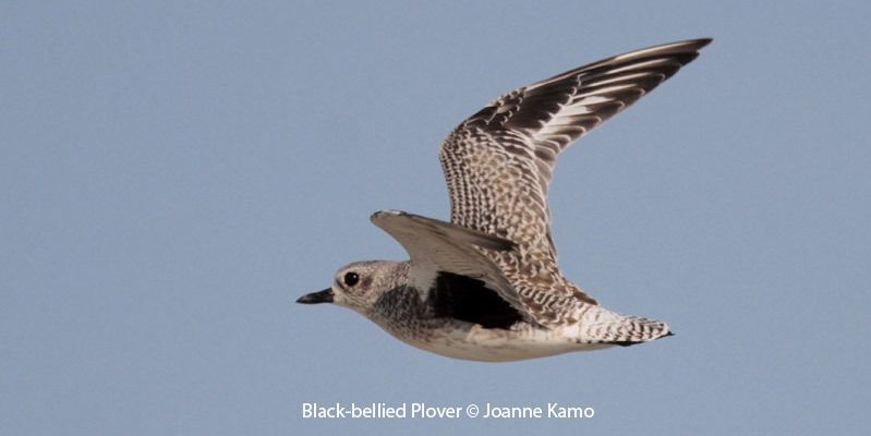 Black-bellied Plover