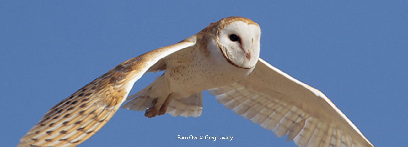 Barn Owl