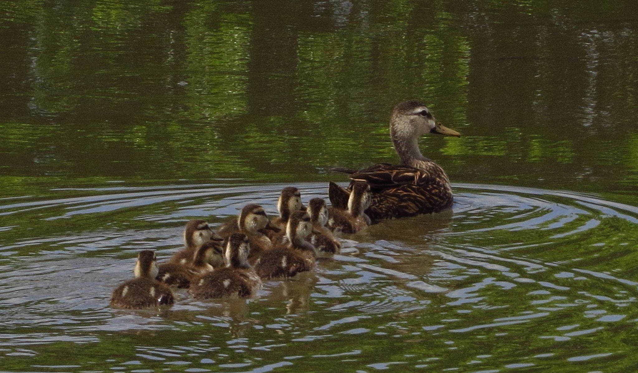 Keep Ducks in a Row