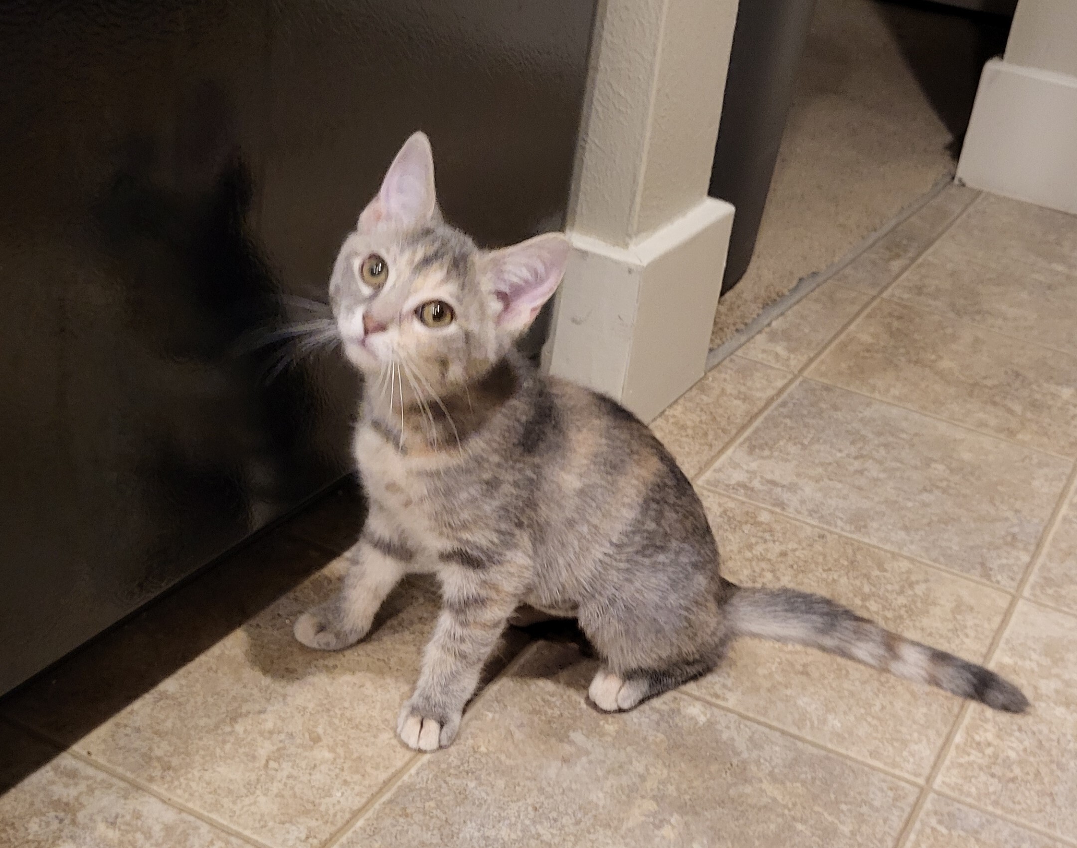 Jelly - Adoption Pending