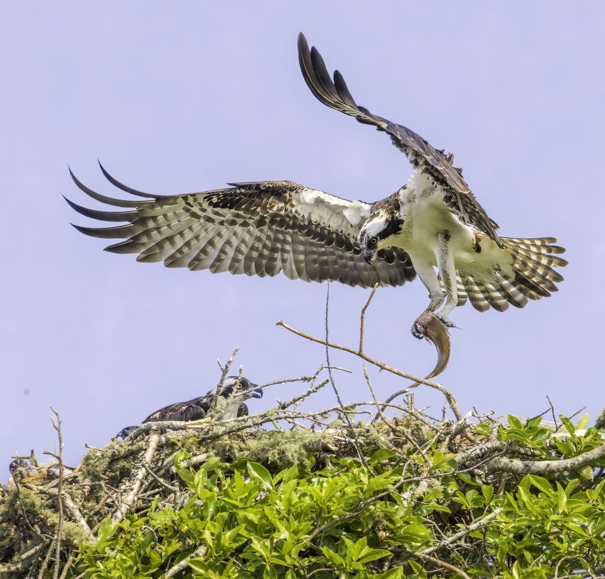 An Osprey bringing a fish to the nest with another Osprey in the nest