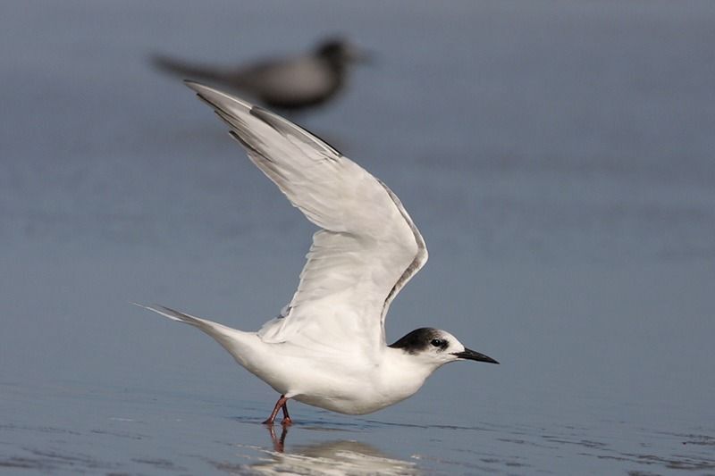 Common Tern